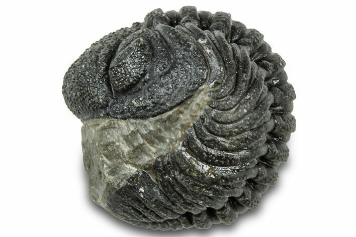 Wide Enrolled Morocops Trilobite - Morocco #323222